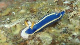 アオウミウシ Hypselodoris festiva AAdams 1861 [upl. by Osicran198]