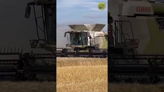 Der Gerät am dreschen✌️• Getreideernte • Grain Harvest • 2023 • Claas Lexion [upl. by Alon]