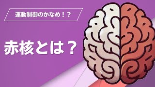 【☑︎赤核脊髄路？】赤核 役割 画像 黒質との違いから振戦 リハビリまで解説 [upl. by Airda]