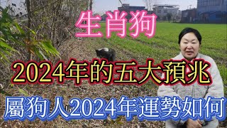 生肖狗！2024年的五大預兆！屬狗人2024年運勢如何？屬相狗一定要看！不可不知！生肖 運勢 風水 佛教 [upl. by Vocaay]