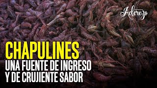 Chapulines una fuente de ingreso y de crujiente sabor [upl. by Auhsoj]