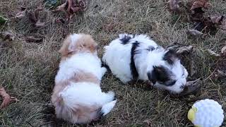 Precious Havanese Puppies SD 480p [upl. by Neelrad102]