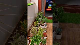 Rainy season  plants season shorts viral trending youtubeshorts latest plants indoorplants [upl. by Roque]