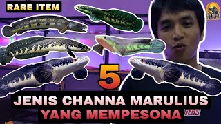 5 JENIS CHANNA MARULIUS RARE ITEM YANG POPULER DI INDONESIA TERCINTA 2023 [upl. by Kere]