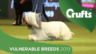 Vulnerable Breeds Competition  Crufts 2019 [upl. by Kutchins]