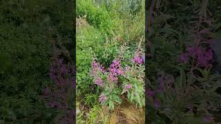 WINTERS COMING The fireweed is all bloomed out alaskafarm goatfarm [upl. by Kendyl]