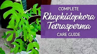 Mastering Rhaphidophora Tetrasperma A Comprehensive Care Guide [upl. by Weider]