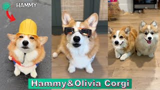 2 HOURS Hammy amp Olivia Corgi TikTok Videos 2024  Hammy and Olivia New TikTok Compilation [upl. by Asreht769]