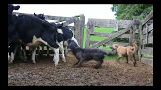 Beardies Working Cattle New Zealand [upl. by Ketty]