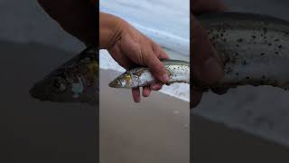 ￼Topsmelt fish California [upl. by Norym246]