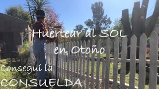 🌞Huertear al sol en Otoño CONSUELDA y REMOLACHA Huerta Argentina VLOG Mujer Bonita 128 [upl. by Wager]