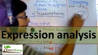 Gene expression analysis [upl. by Refynnej192]