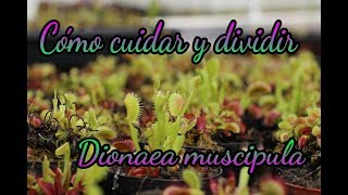 Cómo cuidar y dividir Dionaea muscipula [upl. by Assilam]