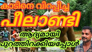 peelandi കാടിനെ വിറപ്പിച്ച പീലാണ്ടിയെ ആദ്യമായി പുറത്തിറക്കിയ അനുഭവങ്ങൾ peelandi elephant training [upl. by Mahmud]