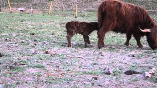 am besten ganz neugebornes Hochlandrind Kalb fällt ummov voll [upl. by Aicile]