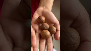 Macadamia nut 🌰 macadamia nuts nutrition dubai dubailife song tamil music tamilsong love [upl. by Saideman628]