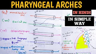 PharyngealBranchial arches amp its derivatives [upl. by Colyer]