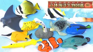 【全部知ってる？】立体海洋生物図鑑Vol1！全12種類をご紹介♪ [upl. by Allehc513]