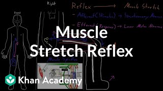 Muscle stretch reflex  Organ Systems  MCAT  Khan Academy [upl. by Ardekahs]