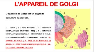 Comprendre lAppareil de Golgi et les Lysosomes Biologie Cellulaire  Partie 2 [upl. by Lindbom]