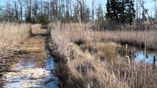 Glades Wildlife Refuge  Newport NJ [upl. by Roeser911]