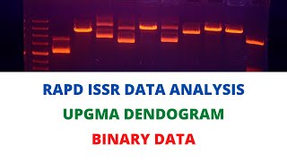 Dendogram Preparation from Binary data of RAPD and ISSR molecular markers using NTSYSpc [upl. by Ecargyram360]