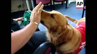 Dogs trained to assist diabetics [upl. by Almat]