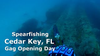 Spearfishing Opening Day Gag Grouper Cedar Key FL [upl. by Prebo]