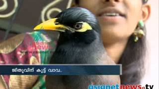 Mynah amazing bird that can imitate any sound ജീതുവിന്‌ കൂട്ട് വാവ [upl. by Nelra]