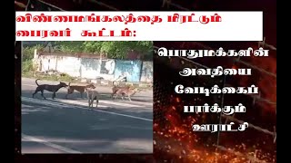 விண்ணமங்கலத்தை மிரட்டும் பைரவர் கூட்டம் RR METROKoppiyam ThanthitvNews18tamilnaduSunnews [upl. by Oileduab]