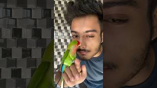 Mini vlogs with birds 🦜birds freefly birdslover shortvideo minivlog pets parrot birds [upl. by Acessej]