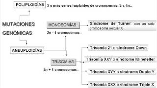 Biología  Mutaciones genómicas [upl. by Fidelas17]