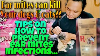 Ear mites prevention and treatment for Dogs amp Cats [upl. by Radbun]