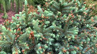 Picea engelmannii Jasper Dwarf Engelmann Spruce April 22 2020 [upl. by Saidel228]