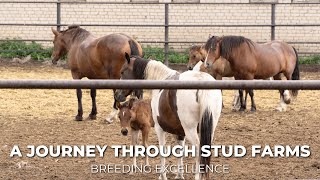 Breeding Excellence A Journey Through Stud Farms and Horse Bloodlines secretanimals [upl. by Evad340]