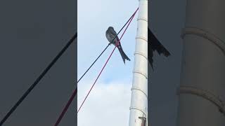 Drongo Bird nature amazing beautiful shortsvideo shortsfeed [upl. by Nanon232]