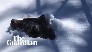 Ranger captures moment grizzly bear emerges from hibernation in Canada [upl. by Haggar256]