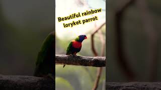 chatteringlorikeetparrot  rainbow lory birds lorikeet dancingbird [upl. by Decato]