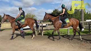 Newmarket Gallops 120823 [upl. by Kachine]