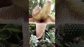 Rare Giant Starfish Flower Blooming Stapelia gigantea [upl. by Symons]