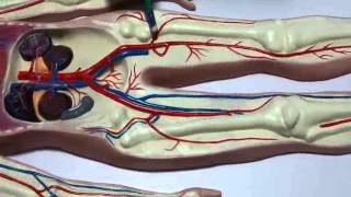 Sistema Cardiovascular  Irrigação dos membros inferiores [upl. by Nasus375]