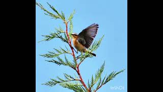 Nueva especie de ave de Turquía Oenanthe Oenanthe Leucorhoa  Lavandera común de Groenlandia [upl. by Zitvaa544]