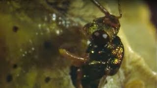 Caterpillar Eaten Alive By Wasps  Natural World  BBC Earth [upl. by Freya]