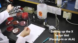 How to Identify Haemophilus influenzae in a Sputum Culture [upl. by Barber206]