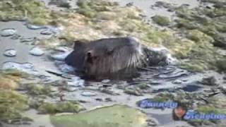 Nutria at Aquarena Springs San Marcos Texas [upl. by Asilak]