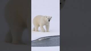 Born on Land Live on Ice The Polar Bears Journey [upl. by Nnylyak]