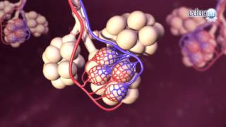 Biología El oxígeno y la respiración [upl. by Filiano]