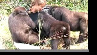 getting to love GORILLAS with the John Aspinall Foundation in Africa [upl. by Trever]