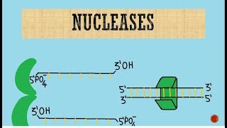 Nucleases  Exonucleases  Endonucleases [upl. by Donielle926]