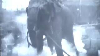 Thomas Edison Electrocuting an Elephant  1903 [upl. by Halyak797]